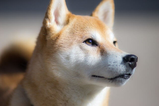 shib coin