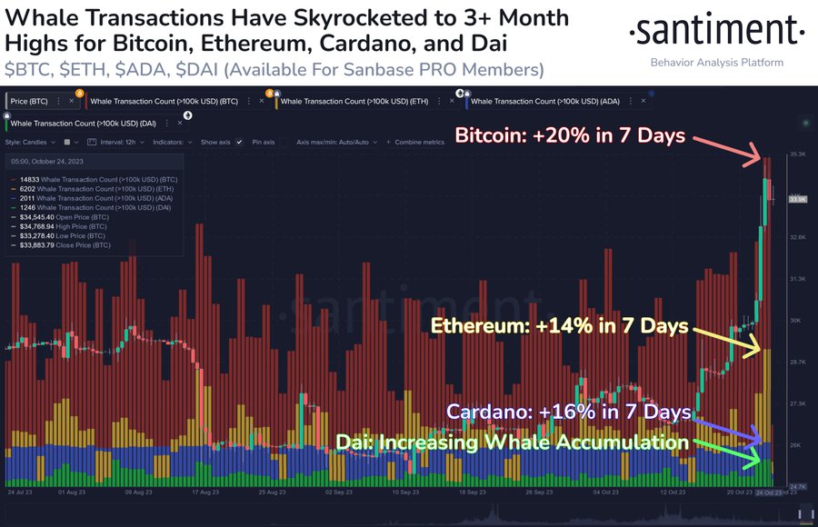 Balinaların elindeki Bitcoin, Ethereum, Cardano ve Dai oranı