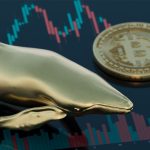 Bitcoin fiyatı toparlanırken balina cüzdanlarının sayısı arttı