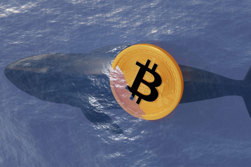 Bitcoin balinasın long pozisyonunu genişletti: Kazancı 5 milyon doları aştı