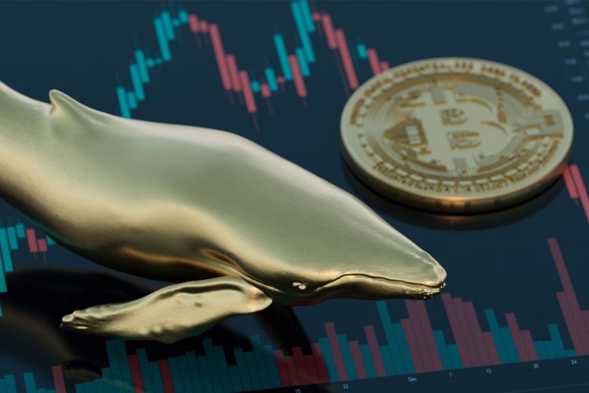 Yeni Bitcoin balinaları alımlarını arttırdı: Üç ayda 600.000 BTC alındı