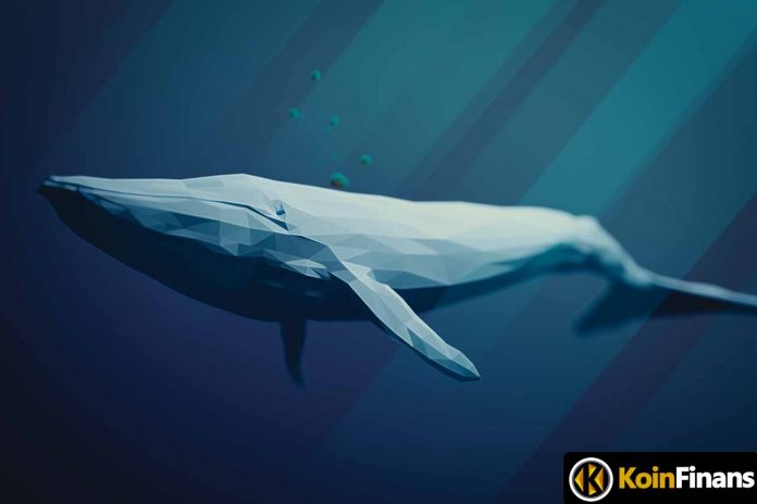 Whales Are Not Giving Up These 2 Altcoins: They Are Accumulating From The Bottom!