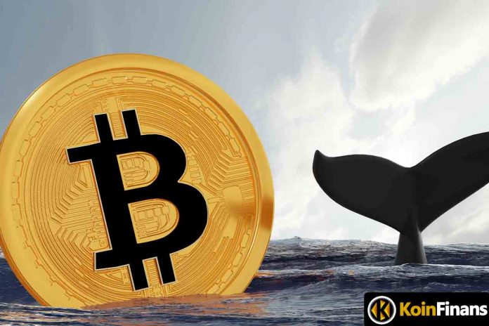 Bitcoin Whales Reach All-Time Low!