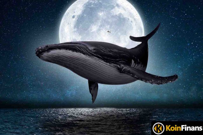 Giant Whales Accumulated These Altcoins in the Fall!