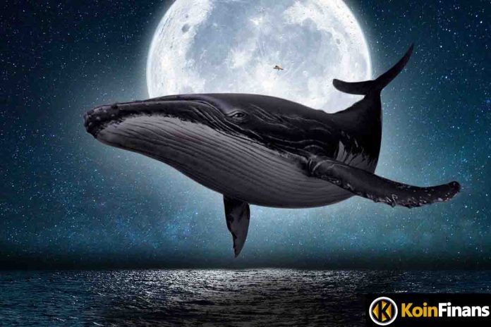 Mega Whale Filled Her Bag With This Altcoin, 17 Million Transactions!