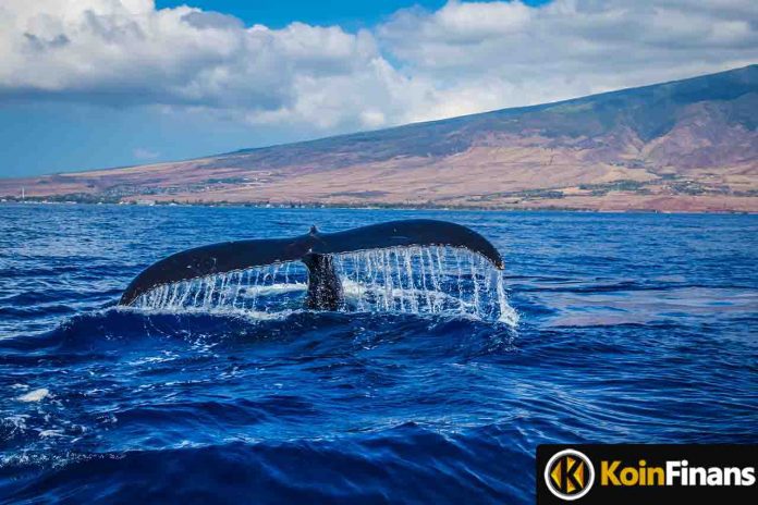 Giant Whales Are Sweeping Up These 2 Metaverse Coins!