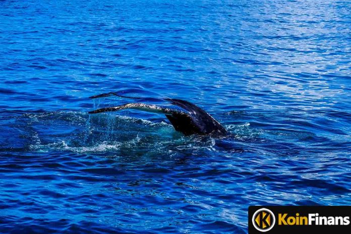 Giant Whales Are Consistently Accumulating This Altcoin!