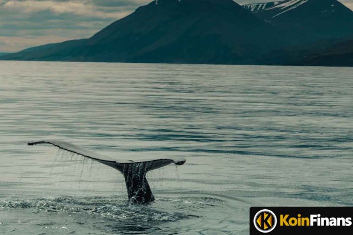 Whales Attack These Altcoins During Market Drop: Significant Purchases Made!