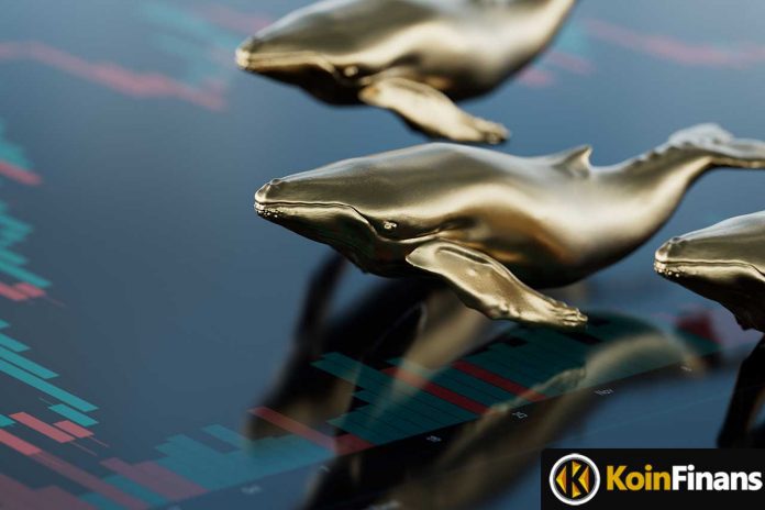 Whales Flock To These 5 Altcoins!  Which Coin Is The Main Target?
