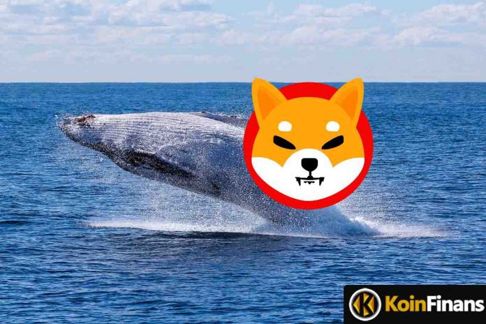 Why Do Whales Keep Buying Shiba Inu?