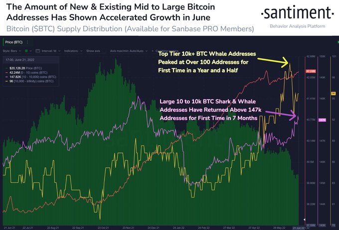 Bitcoin whale purchases