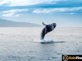 Balinalar Altcoin Avında: Bu 2 Altcoin'de Yoğun Biriktirme Var!