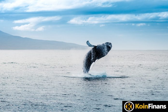Whales Hunt for Altcoins: These 2 Altcoins Are Accumulating Heavy!