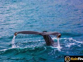 Dünyanın En Büyük Ethereum Balinaları Dipten Bu Altcoin’leri Topladı!