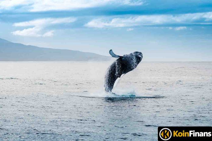 Whales Accumulate This Altcoin Despite Falling