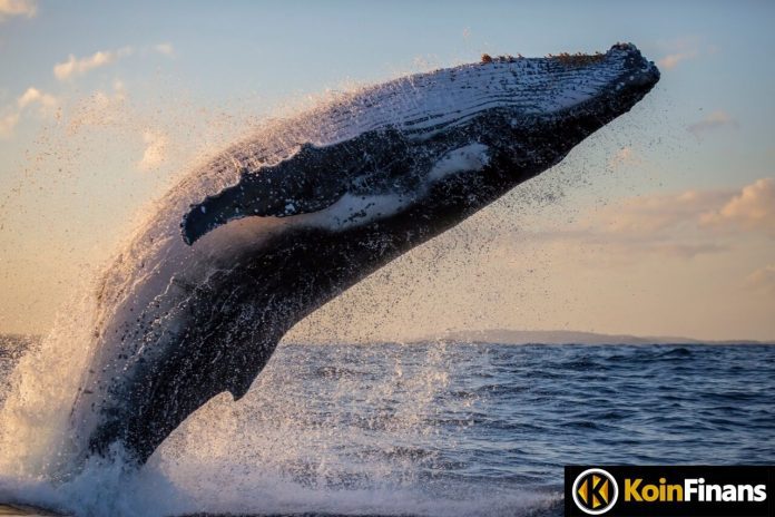 Huge Whales Hunt for Altcoins: They Flock To These 4 Altcoins!