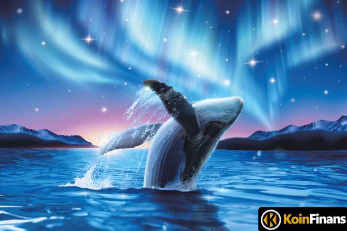 Whale Flock: The Forgotten Altcoin Is Back!