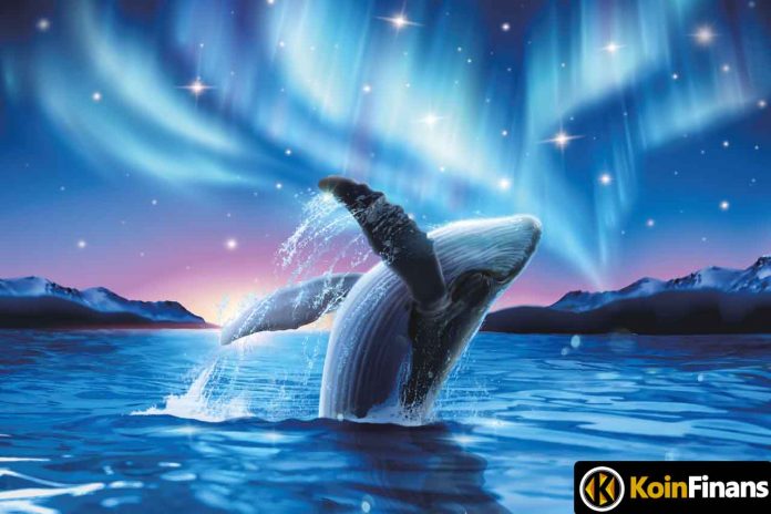 Giant Whale's Crypto Feast: He's Collected These Coins!