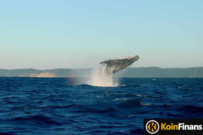 Whales Are Going On A Saving Craze In This Altcoin: Big Day!