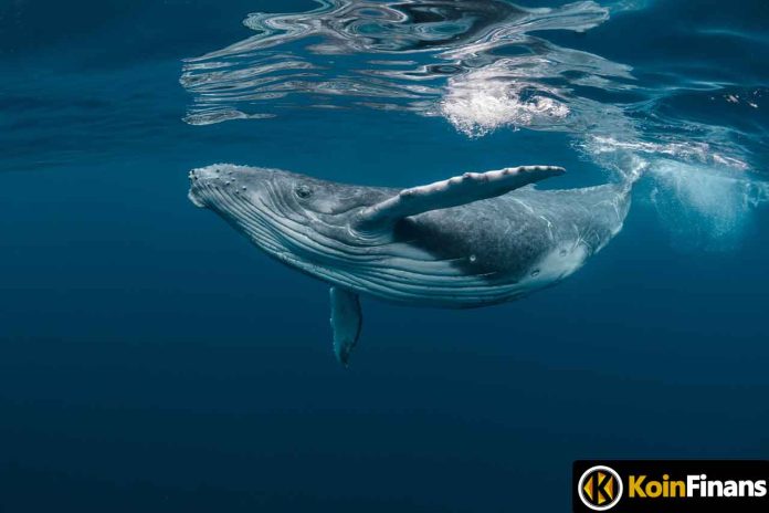 Whales Flock To Popular Altcoin In Light Of This Development!