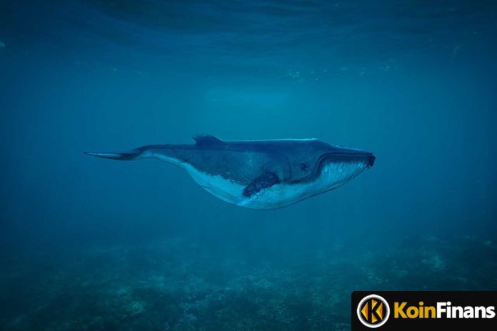 Whale Alert: 70 Million Transfers Made in This Rising Altcoin!