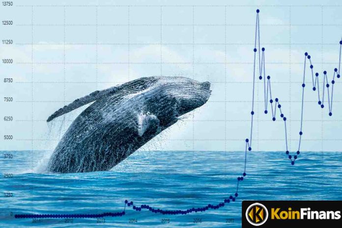 Whales Surprised: Money Flowed To This Altcoin Instead of SHIB and DOGE