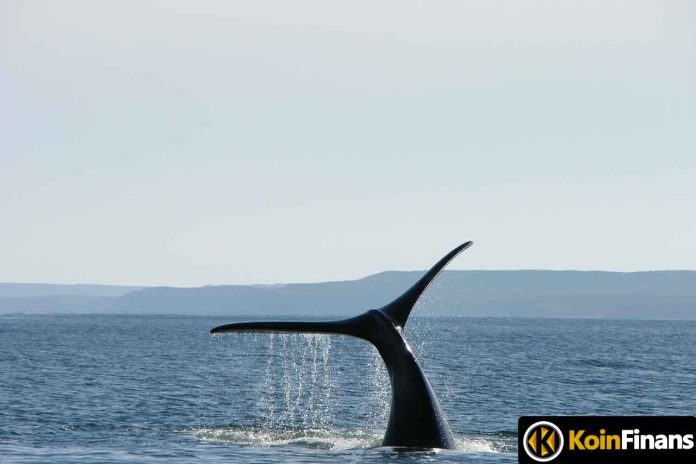 150M Whale Transfer: Social Dominance Increased in This Altcoin